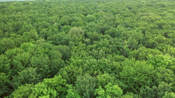 Aerial top view forest. Texture of forest view from above