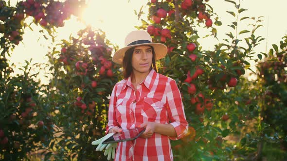 Apple Harvest