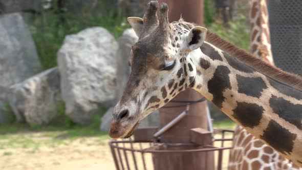Closeup of a Giraffe or Giraffa Camelopardalis in the Zoo