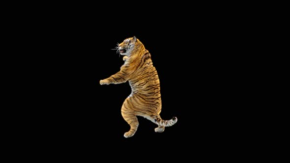 80 Tiger Standing Magic Attack HD