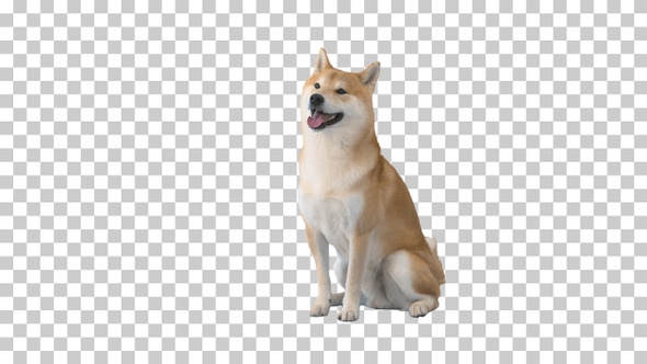 Red shiba inu sitting down, Alpha Channel