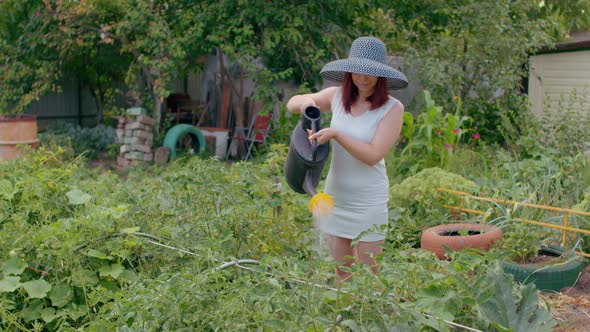 Young Woman in Dress Waters Tomatoes From Watering Can