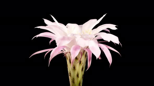 Cactus Flower Blooming in Time Lapse on a Black Background. White Pink Petals Moving in Timelapse 