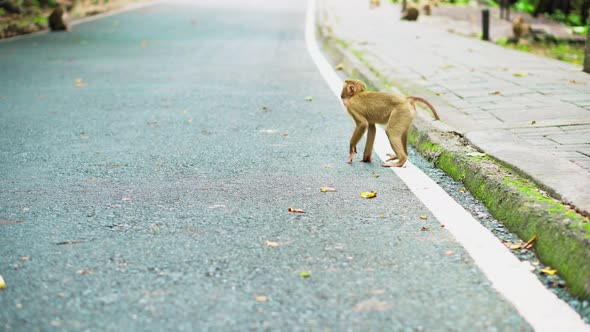 Monkeys walk along the road in Thailand. Monkey family are living 