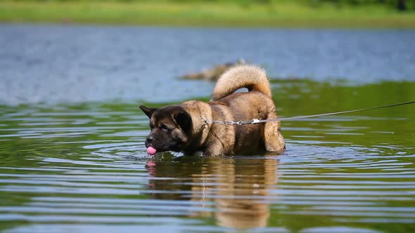 American Akita dog is swimming in the lake