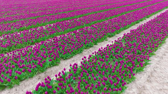 Rows of Purple Tulips in full bloom, Aerial view.