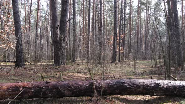 Forest Landscape Aerial View Slow Motion