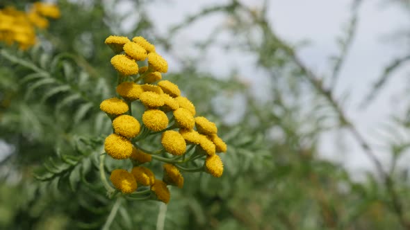 Tanacetum vulgare bitter golden buttons yellow flower shrub on the wind 4K 2160p 30fps UltraHD foota