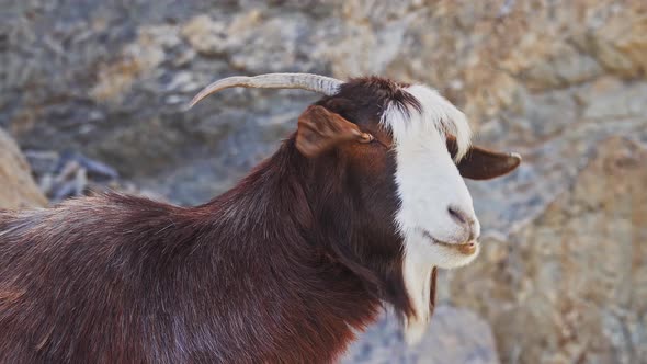 Portrait of Arabian Tahr or Mountain Goat Resting on Rock Wadi Ghul Aka Grand Canyon of Oman in