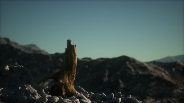 Dead Pine Tree at Granite Rock at Sunset