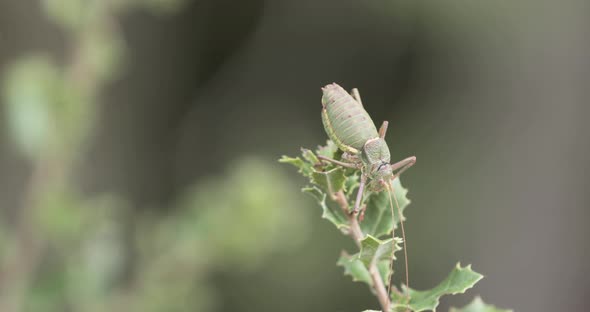 The Great Green Bush-Cricket (Tettigonia Viridissima) On Top Of Foliage At Blurry Background In Serr