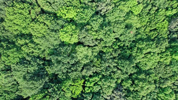 Beautiful Drone Aerial View of Tree Tops Rainforest