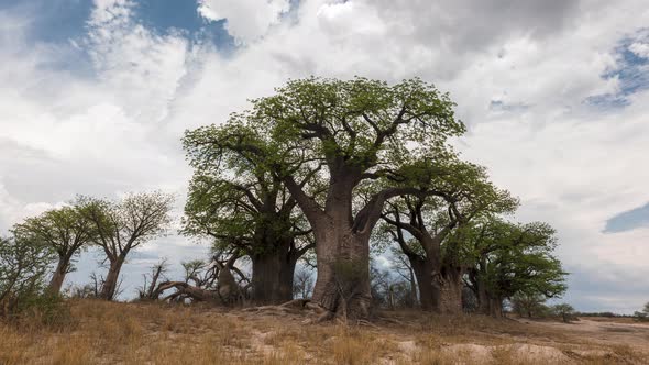 Beautiful Sky Over The Baines Baobabs At Daytime In Nxai Pan, Makgadikgadi Pan, Botswana. - low angl