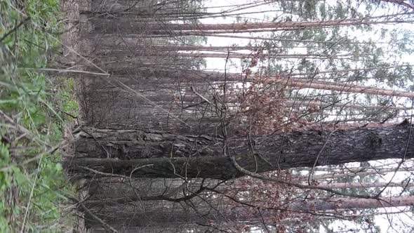 Vertical Video of Trees in a Pine Forest Slow Motion