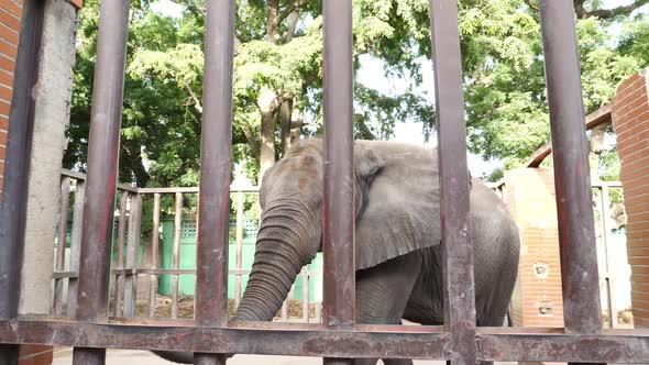 Asian Elephant Walking Towards Enclosure Bars Pushing Trunk Through. Slow Motion