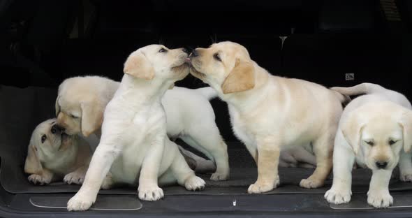 Yellow Labrador Retriever, Puppies in the Trunk of a Car, Licking the Nose, Normandy in France