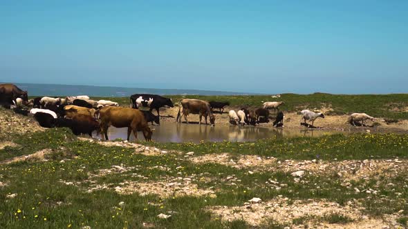 Cows and Sheep Eat Grass and Drink Water in a Field