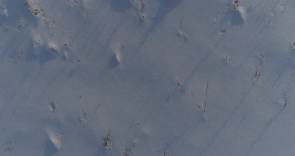 Aerial Drone View of Cold Winter Landscape with Arctic Field, Trees Covered with Frost Snow and