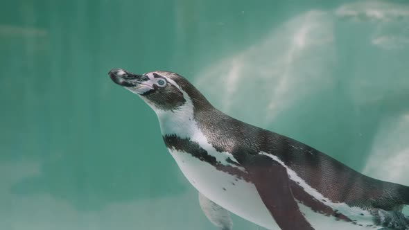 Raft Of Magellanic Penguins Swimming Under The Crystal-clear Water Of Sea. - underwater