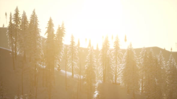 Aerial View of Forest During Cold Winter Morning