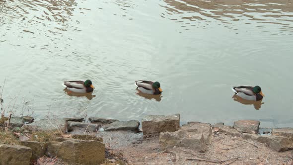 Mandarin Duck Floats on Lake or River