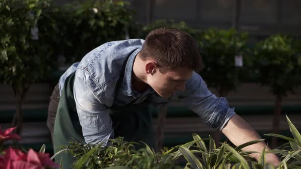 Close Up Footage of Young Man Florist Working in Greenhouse Caring for Flowers