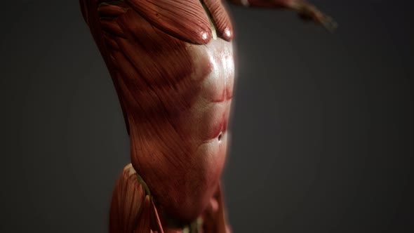 Muscular System of Human Body Animation alt