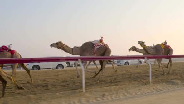 Camel race in slow motion. DOHA, Qatar. Camels in desert in Middle East Arabian desert.