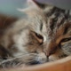 Cute tabby cat sleeping with sweet dream at home. - VideoHive Item for Sale
