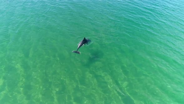Aerial View Of Dolphin Fish