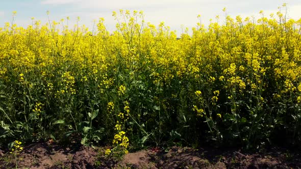 Rapeseed Flowers Close Up