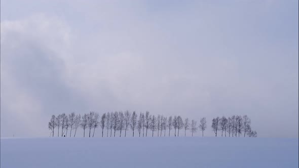 Tree and Branch stand with snow in winter