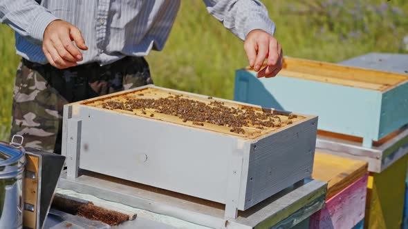 Beekeeper working collect honey. Man holding honeycomb full of bees in the apiary