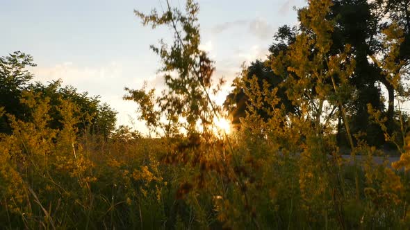 Beautiful Sunset By the Road