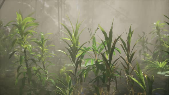 Sun Shining Through Trees and Fog in a Tropical River alt