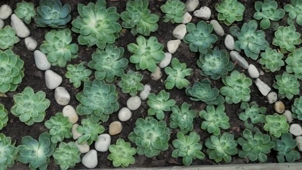 Top-down,ing shot of bed of desert roses