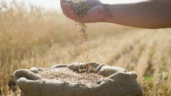 Natural Grains of Wheat in a Bag. Ingredients for Baking Homemade Bread. Harvesting Cereals