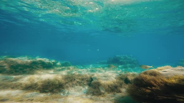 Rocky Seabed Under the Ocean