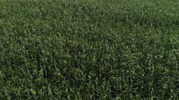 Aerial View of a Green Corn Field. The Camera Is Flying Low Over the Cornfield