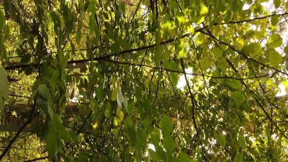 Vertical Video of Forest Landscape in Autumn Slow Motion