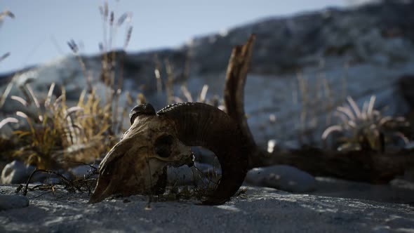 Skull of a Dead Ram in the Desert