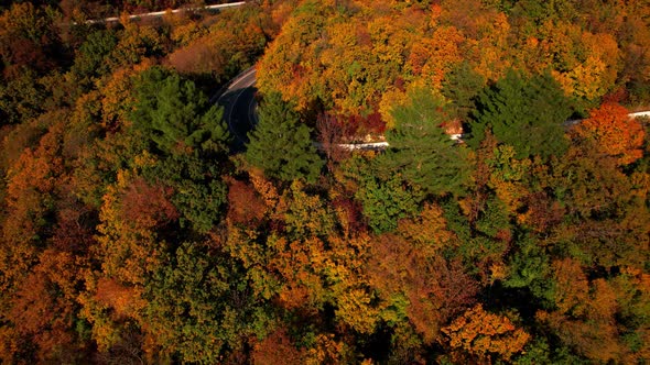 Aerial Flight Over the Road Between Autumn Trees