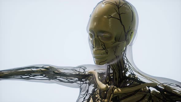 Science Anatomy of Human Blood Vessels alt