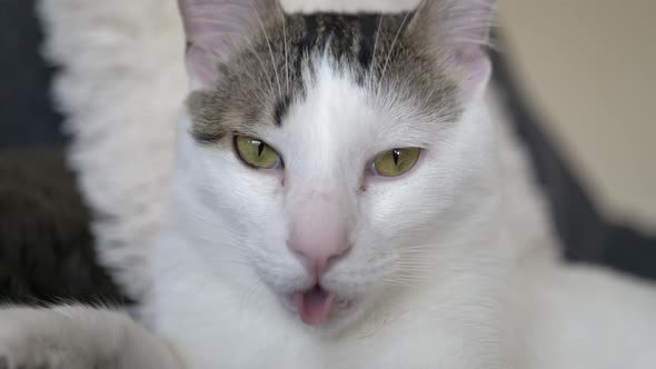 Close up shot of panting white cat with yellow eyes during hot summer day - tired cat resting indoor