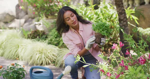 Focused biracial woman gardening, planting flowers