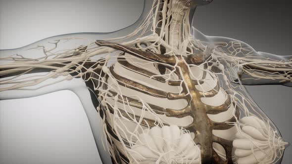 Transparent Human Body with Visible Bones alt