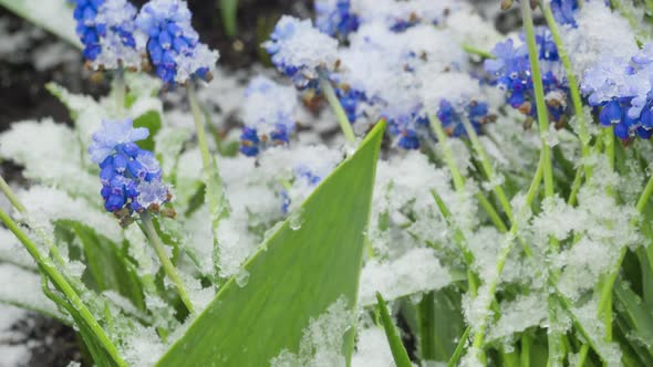 Blue Muscari Flowers Under the Snow