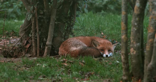 Red Fox, vulpes vulpes, Adult Sleeping, Normandy, Real Time 4K