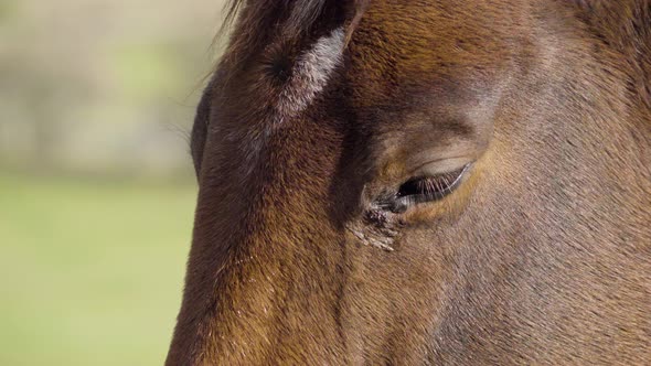 A Close Up Detail of a Horse's Eye As It Stands Still in Nature.
