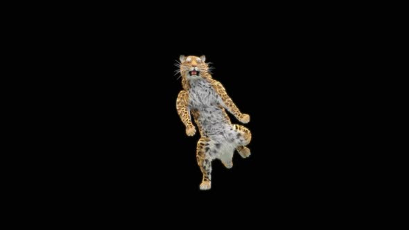 Leopard Dancing HD